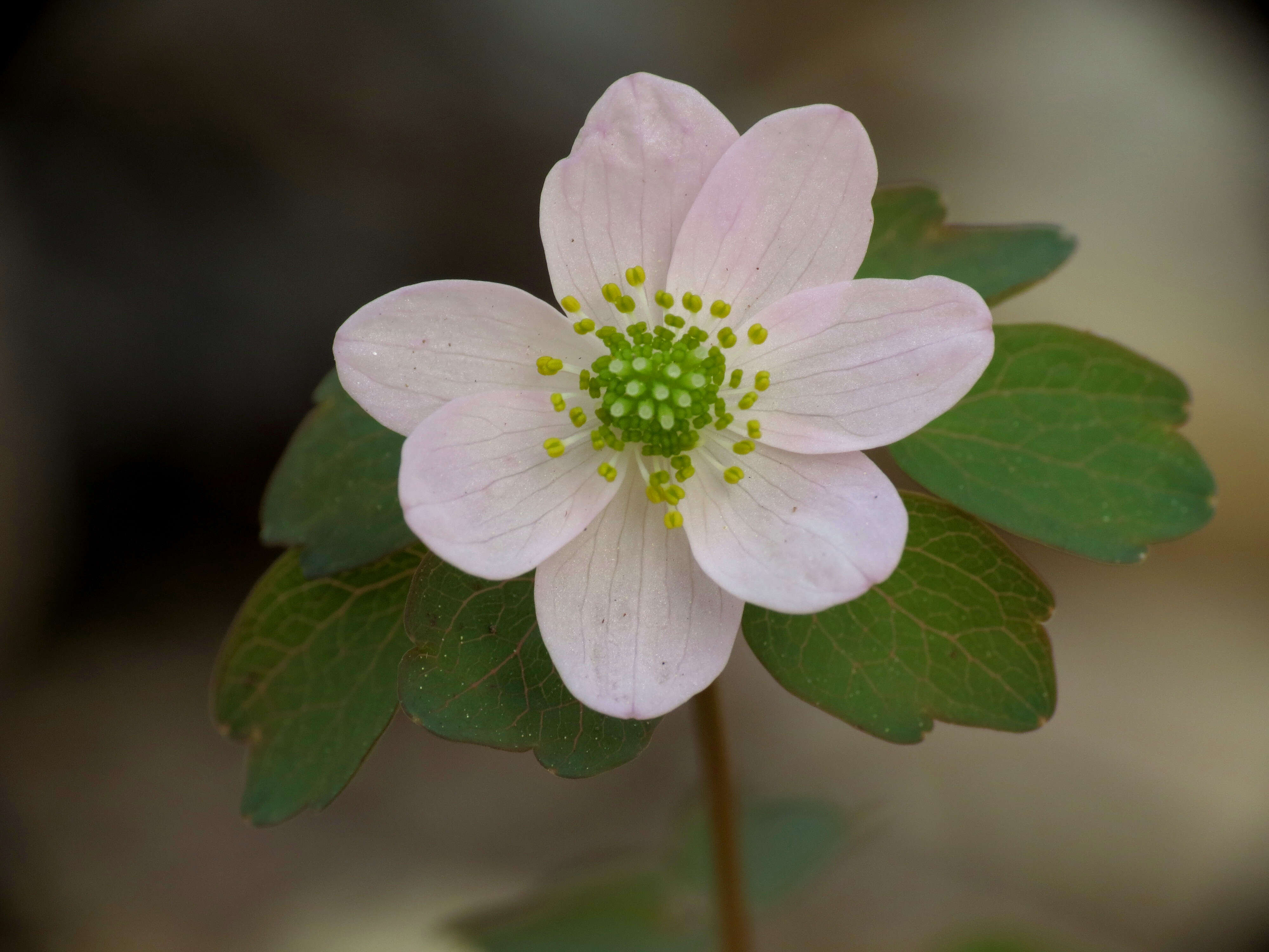 Image of Rue-Anemone