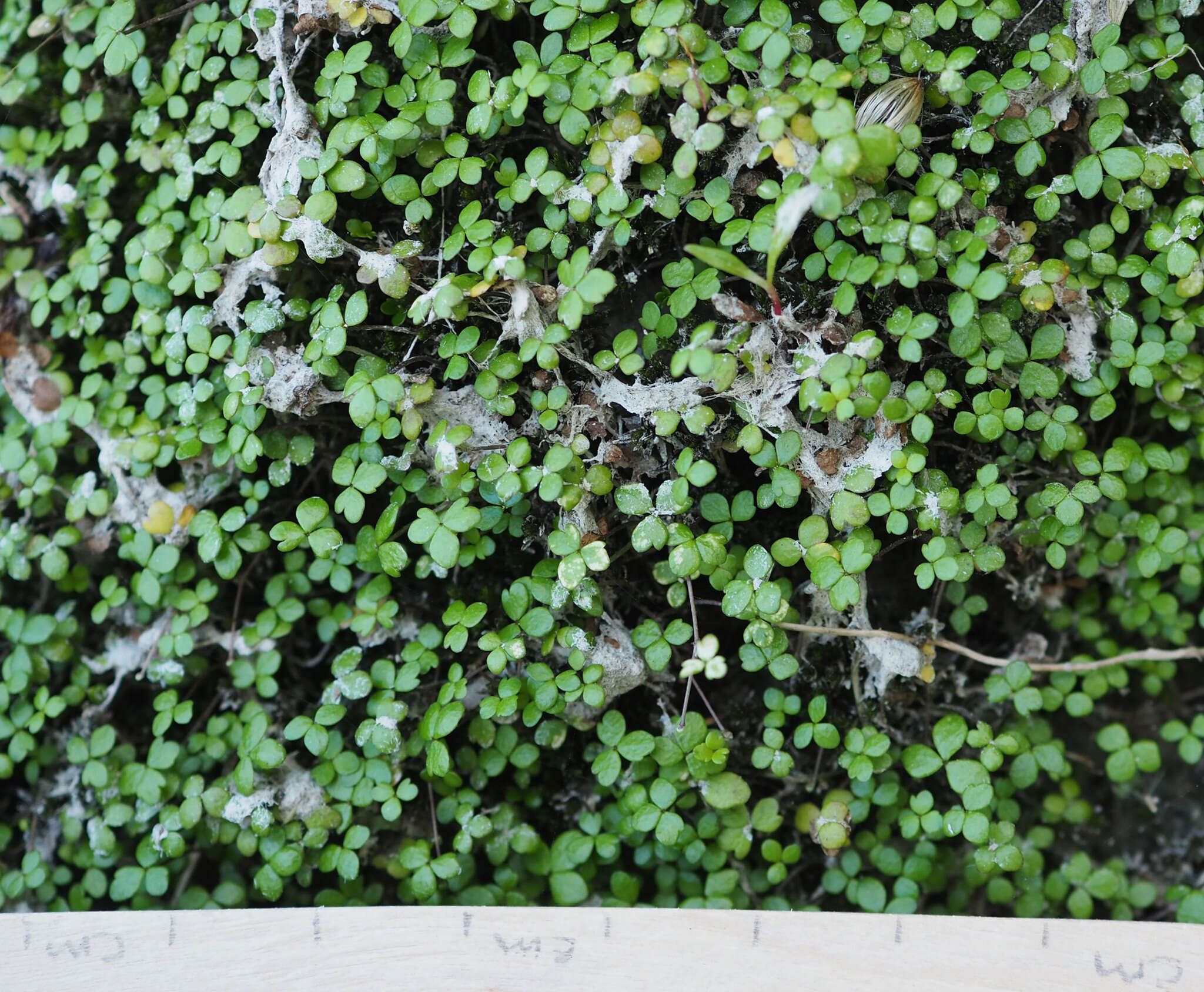 Image of Hydrocotyle tripartita var. hydrophila (Petrie) Cheesem.