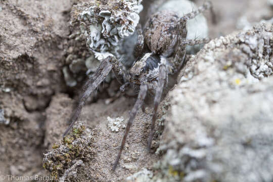 Image of Pardosa concinna (Thorell 1877)