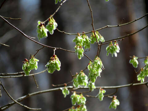 Image of American elm