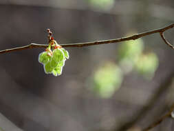 Plancia ëd Ulmus americana L.