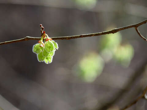 Image of American elm