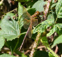 Image of Brown Hawker