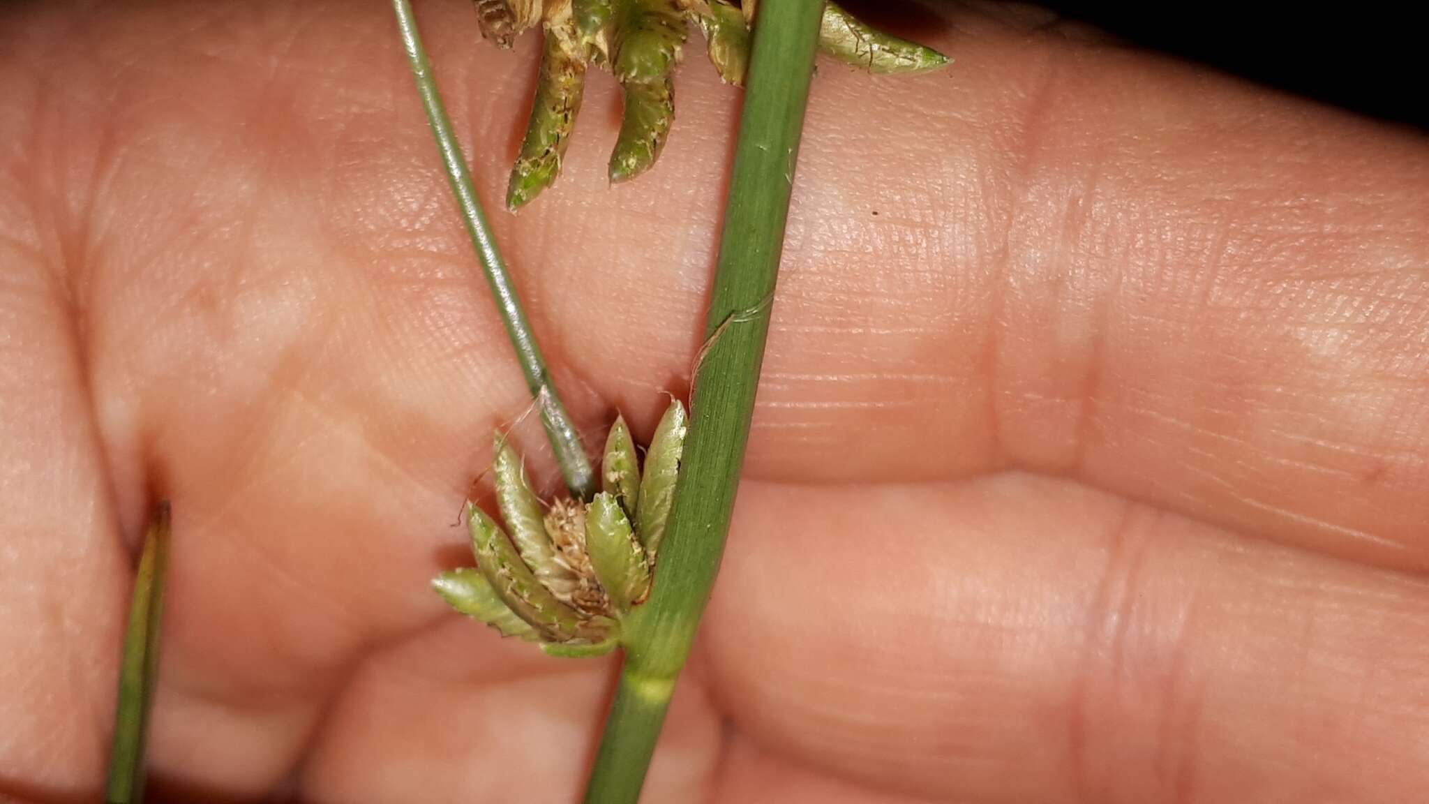 Слика од Cyperus laevigatus L.