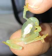 Image of Fleischmann's Glass Frog