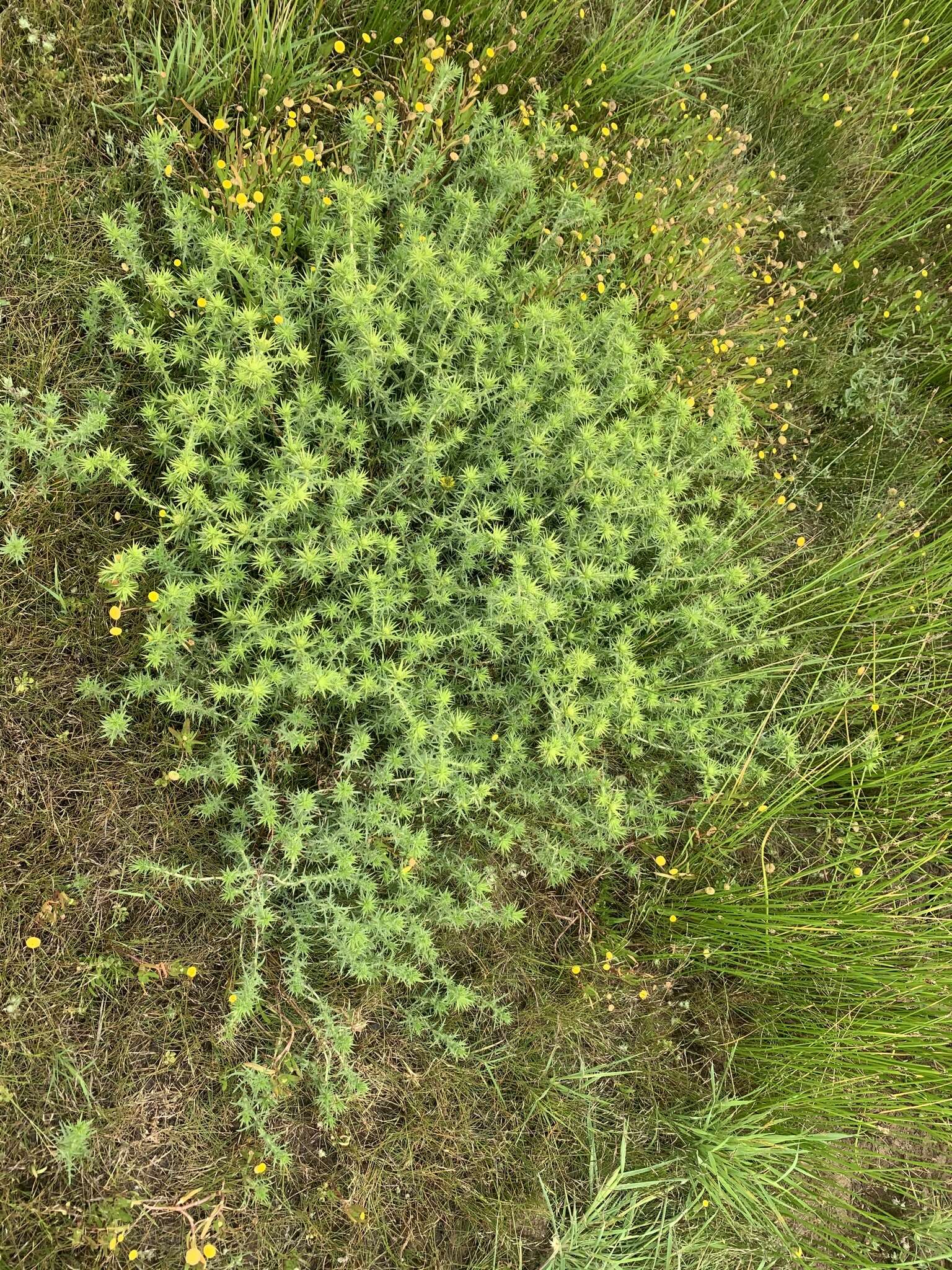 Image of Centromadia perennis Greene