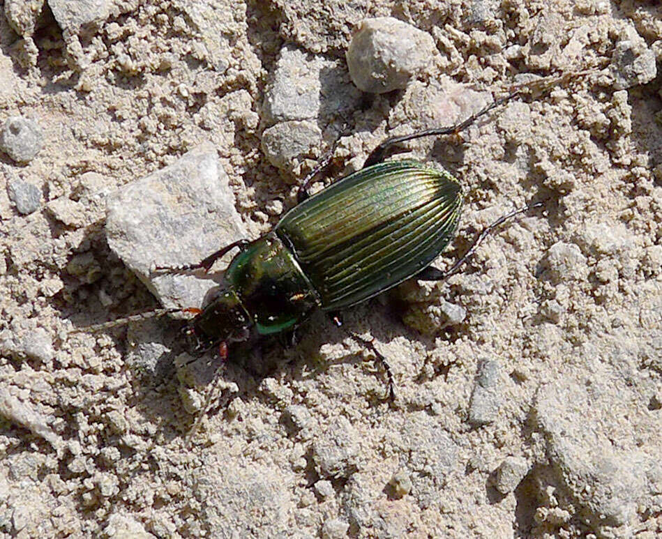 Plancia ëd Poecilus (Poecilus) cupreus (Linnaeus 1758)