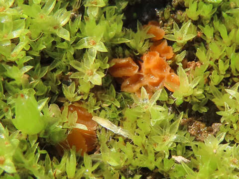 Image of Octospora excipulata (Clem.) Benkert 2008