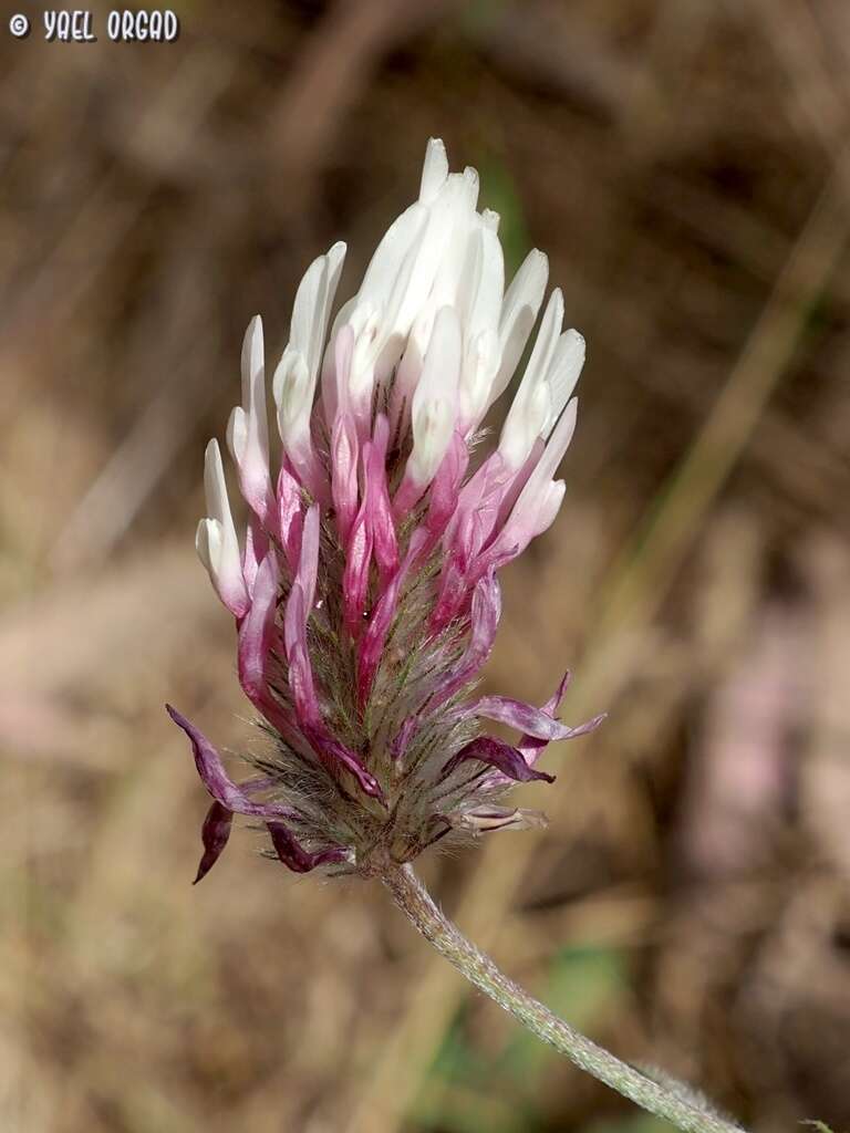 Imagem de Trifolium dichroanthum Boiss.