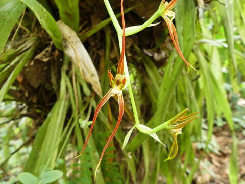 Brassia ocanensis Lindl. resmi