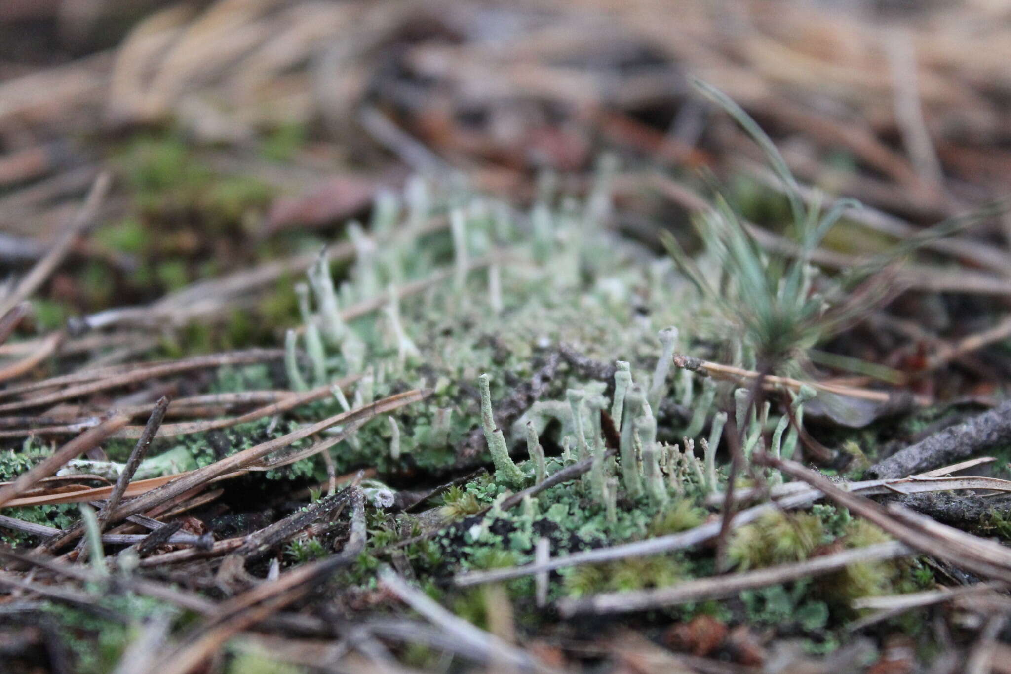 Image of cup lichen