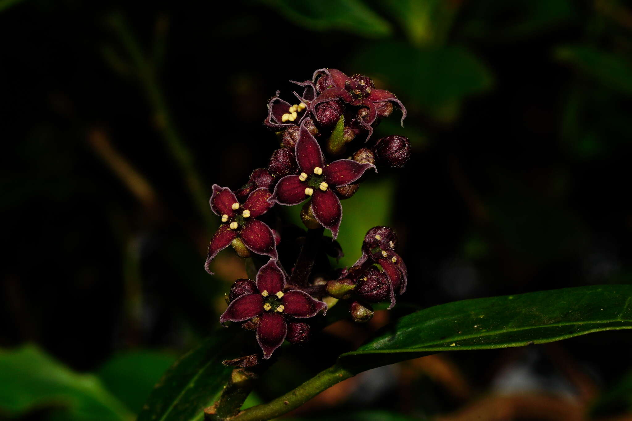 Image of Aucuba chinensis Benth.