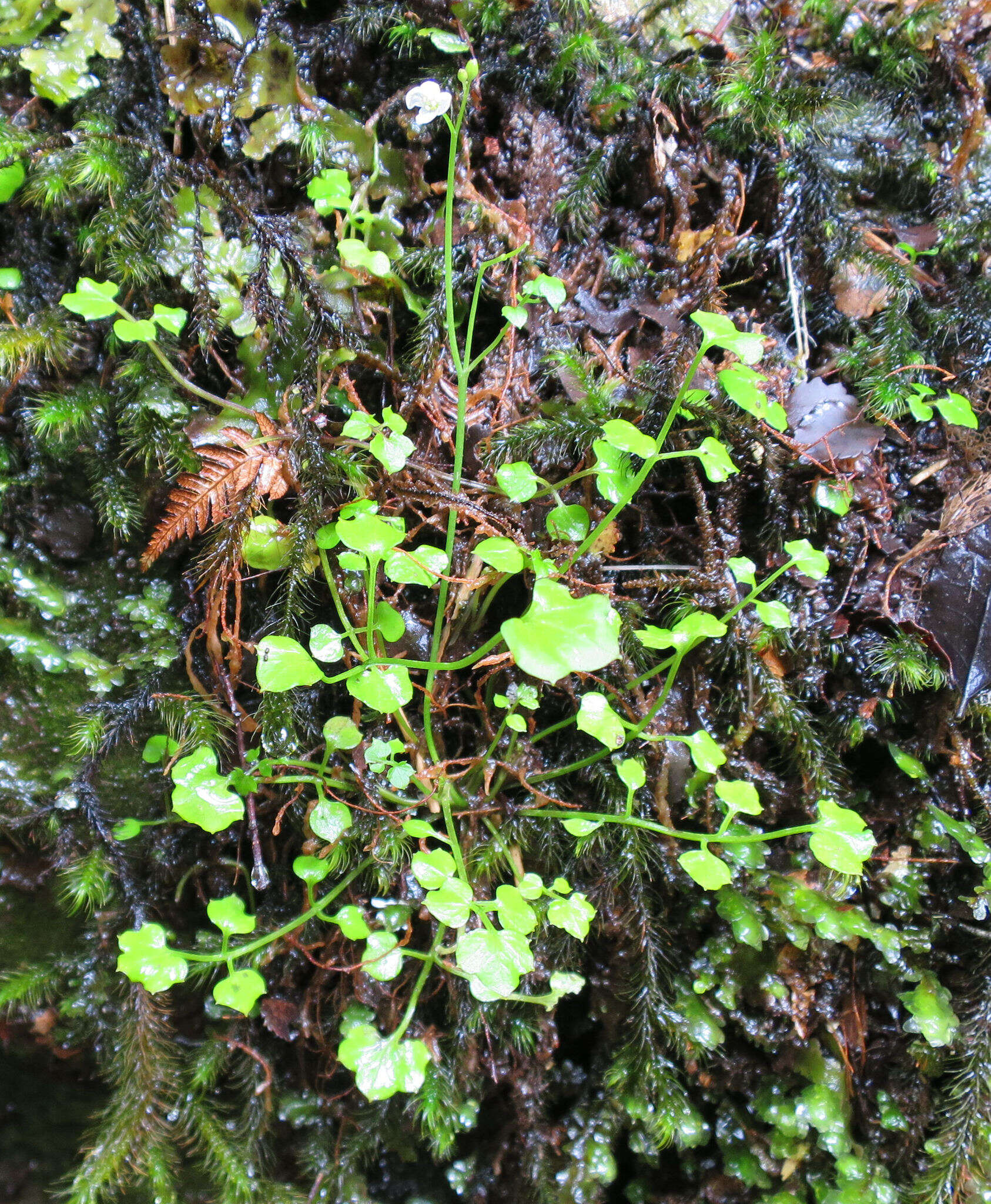 Image of Cardamine dolichostyla Heenan