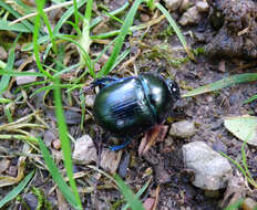 Image of Geotrupes vernalis