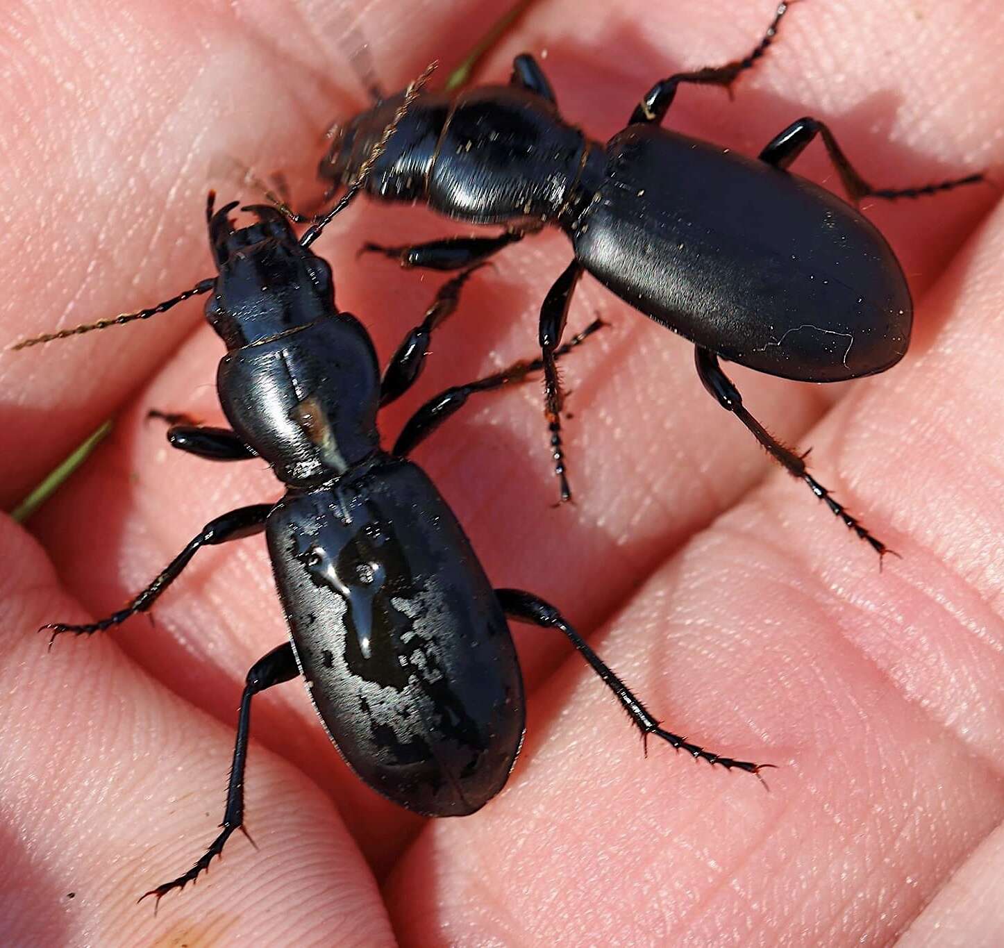 Imagem de Broscus (Broscus) cephalotes (Linnaeus 1758)