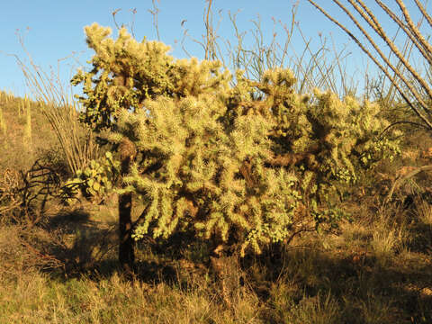 Image of jumping cholla