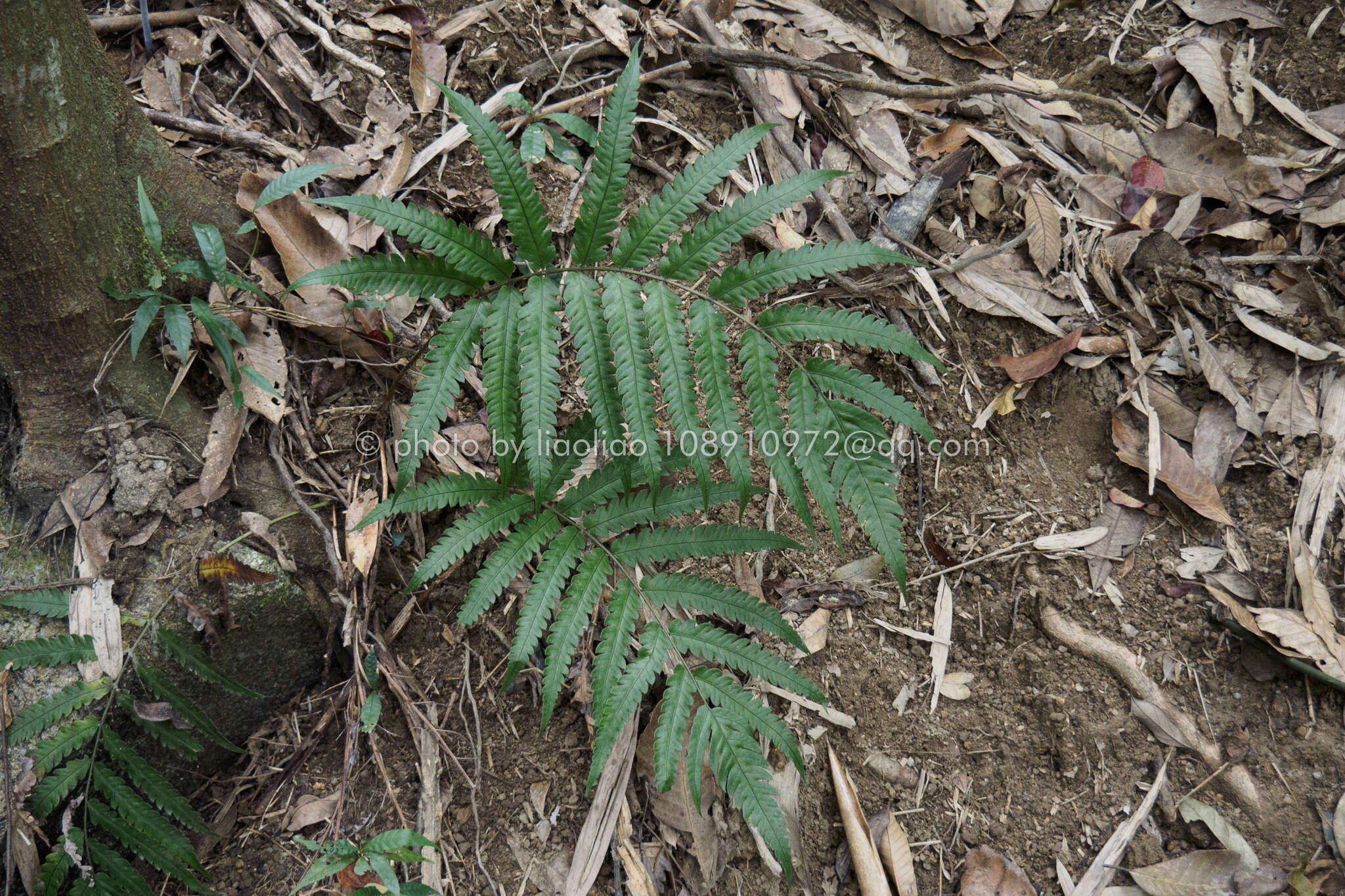 Plancia ëd Woodwardia japonica (L. fil.) Sm.