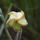 Plancia ëd Mandevilla longiflora (Desf.) Pichon