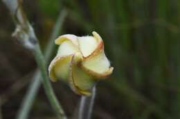 Image of Mandevilla longiflora (Desf.) Pichon