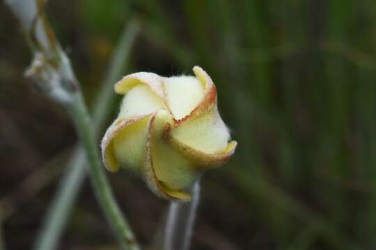 Image of Mandevilla longiflora (Desf.) Pichon