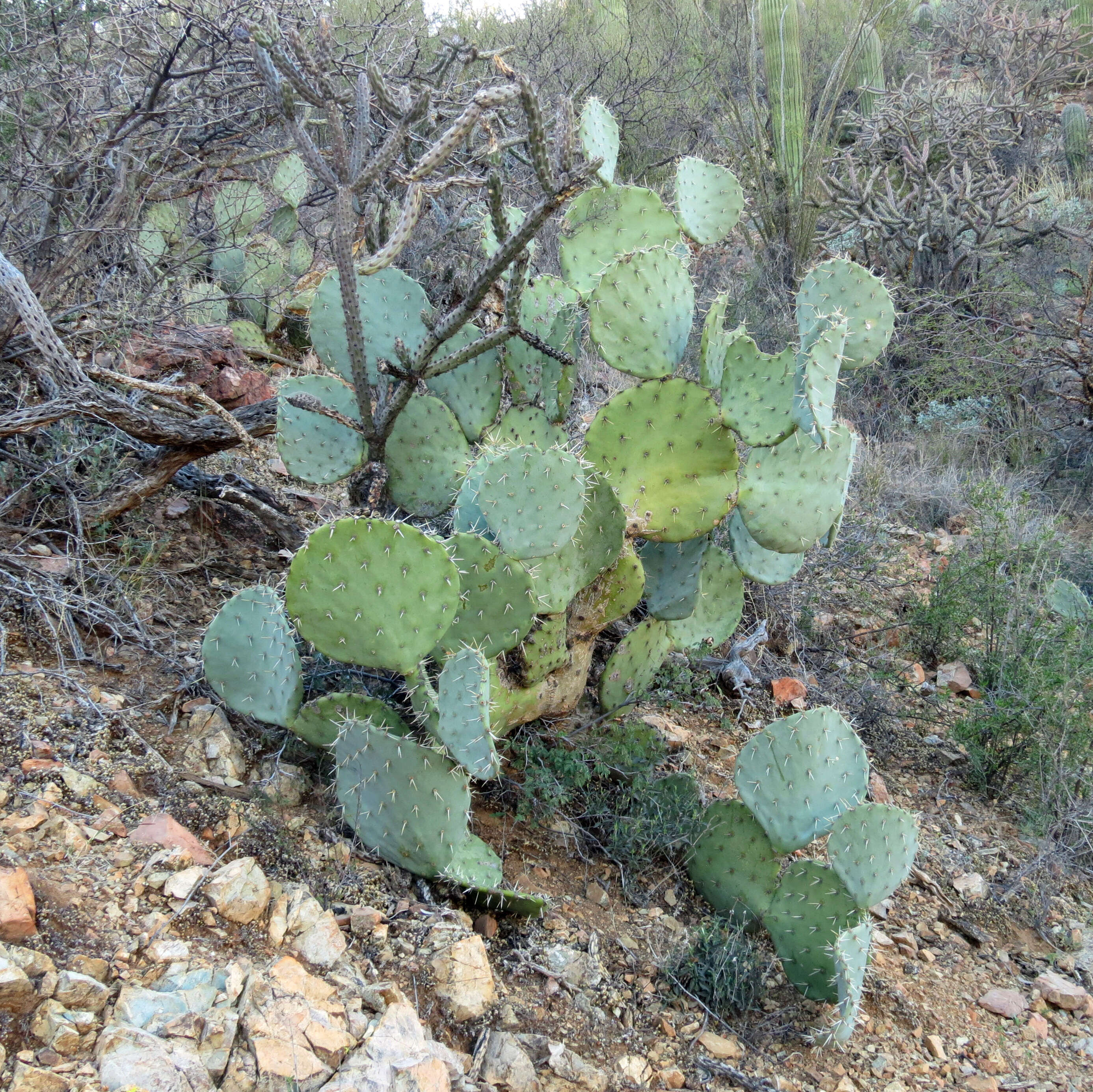 Image of Dollar-joint Prickly-pear