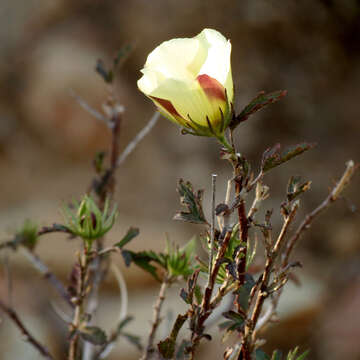 Image of desert rosemallow