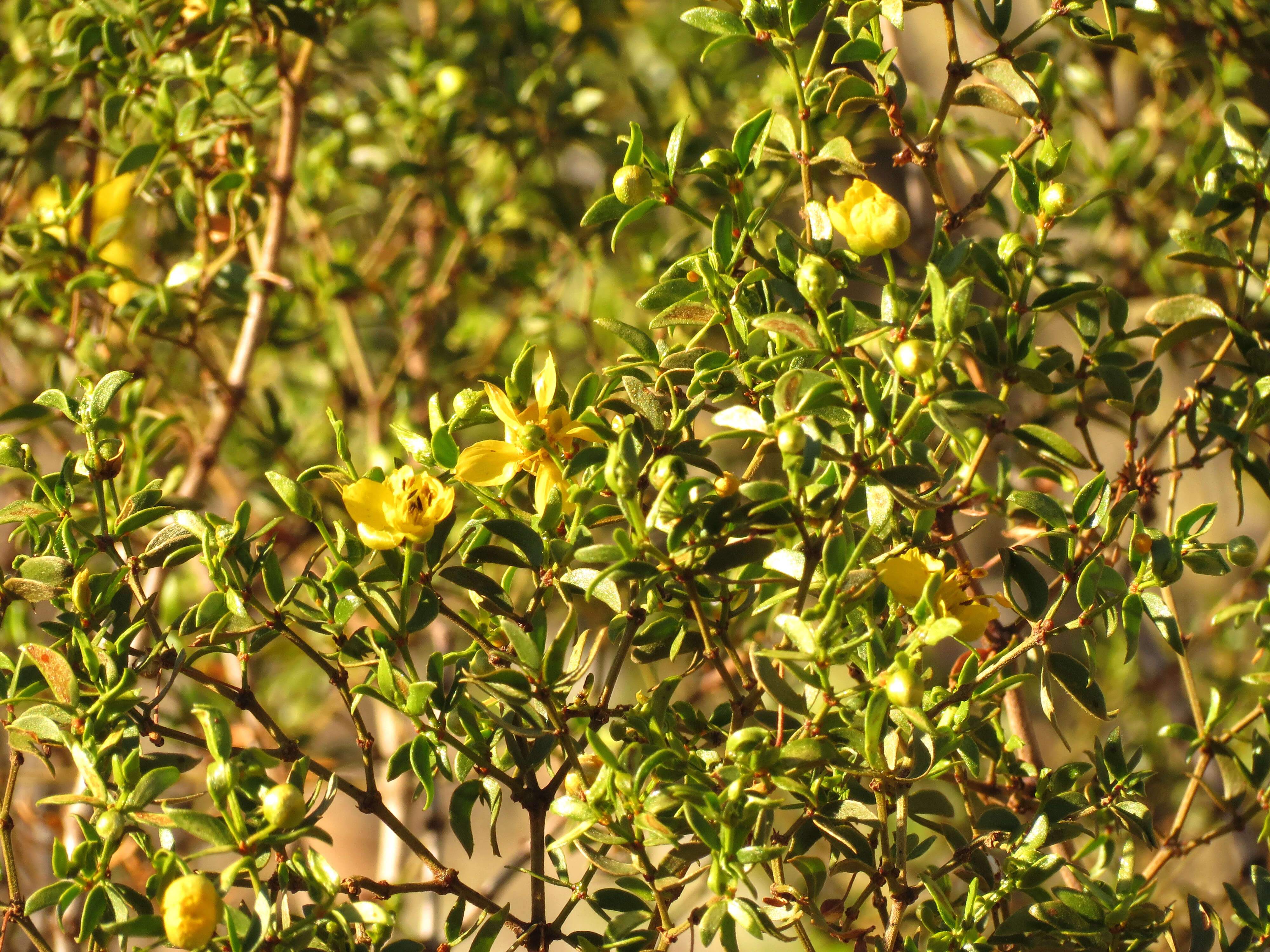 Image de Larrea tridentata (Sesse & Moc. ex DC.) Coult.