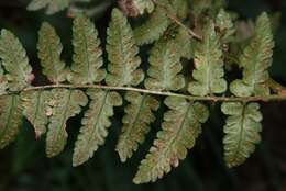 Image of Dryopteris kinkiensis Koidz.