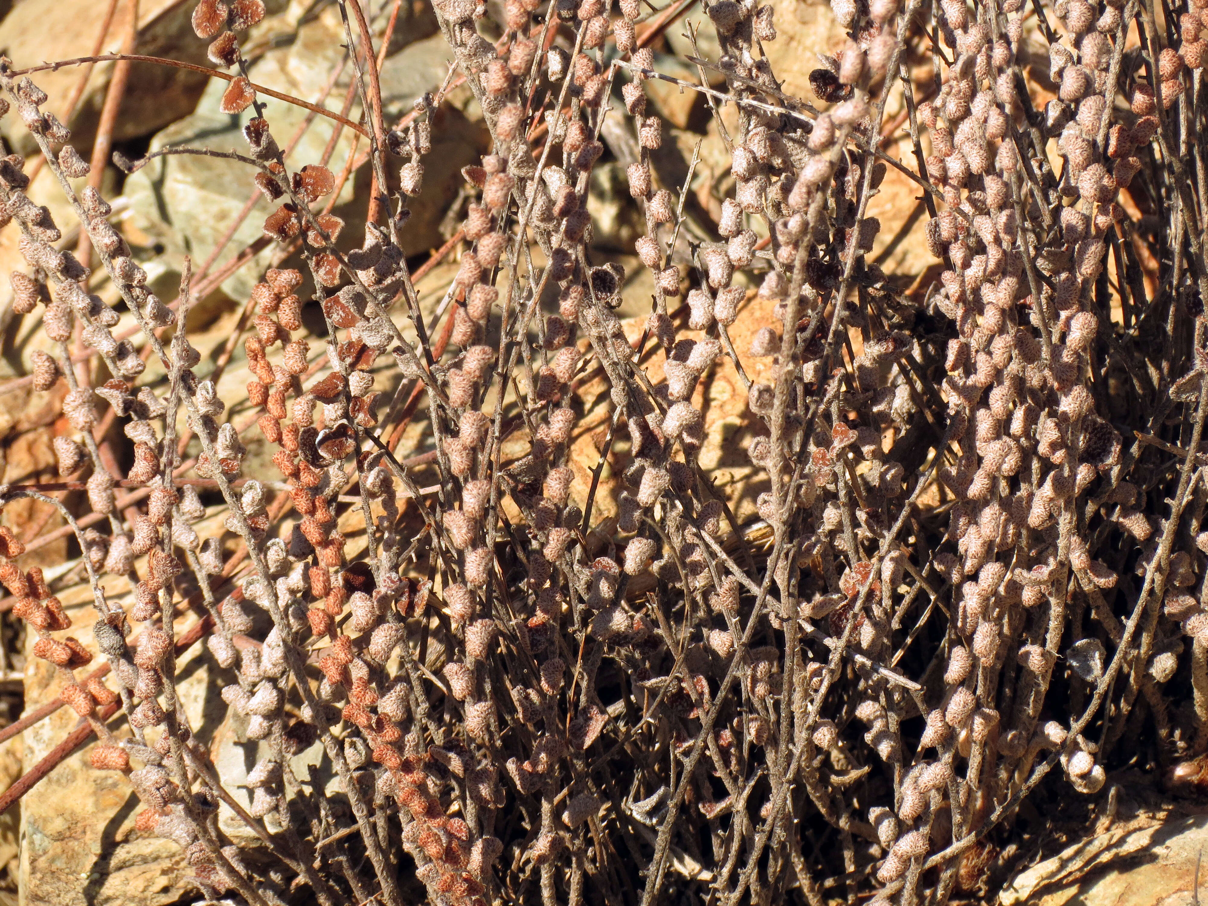 Image of Cochise scaly cloakfern