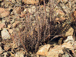 Image of Cochise scaly cloakfern