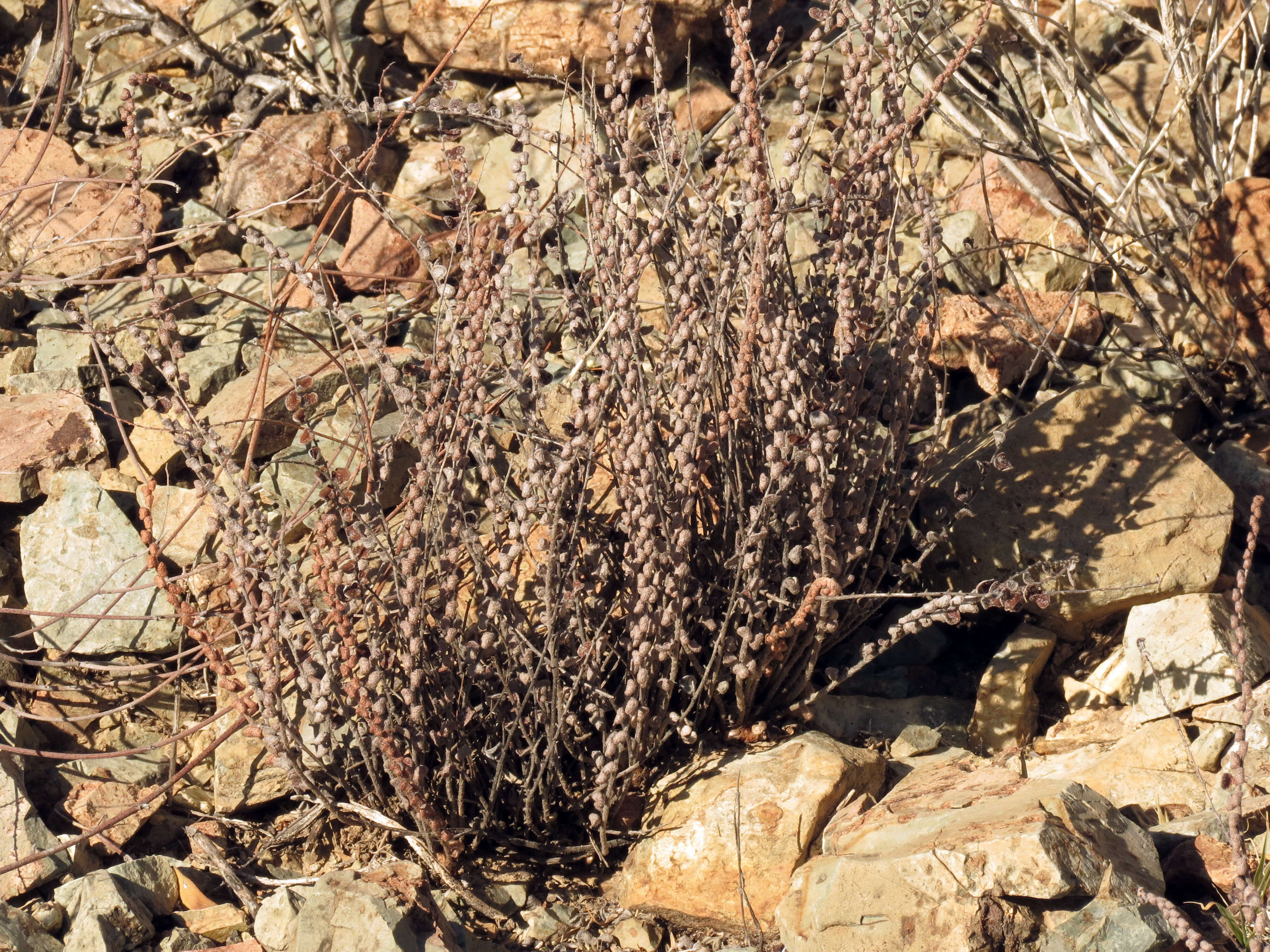 Image of Cochise scaly cloakfern