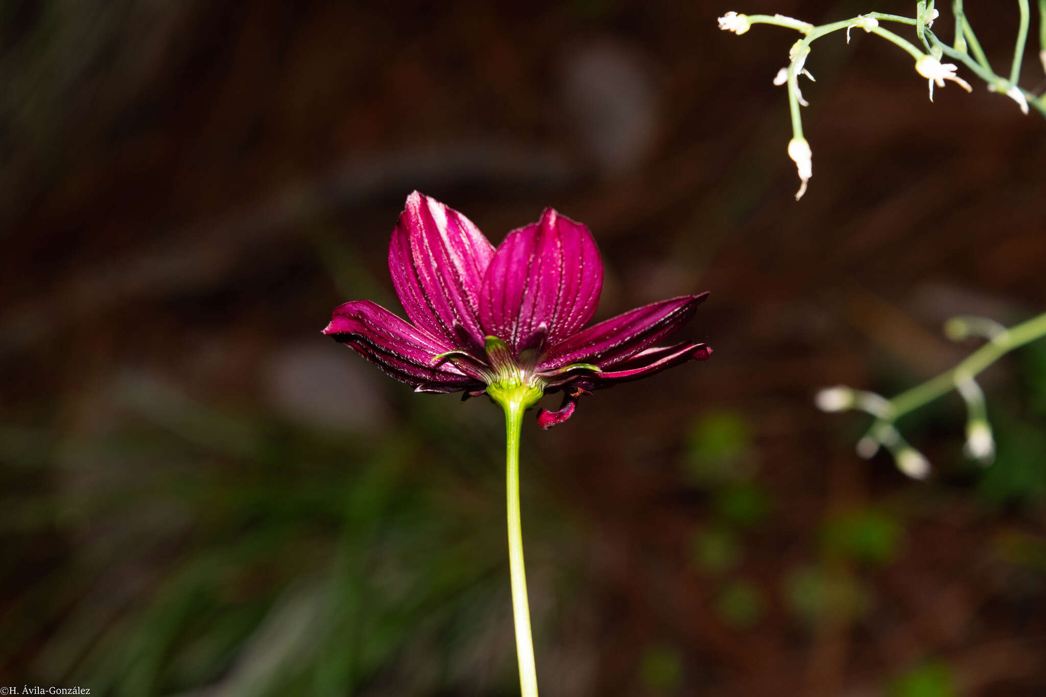 Image of Cosmos palmeri Robinson