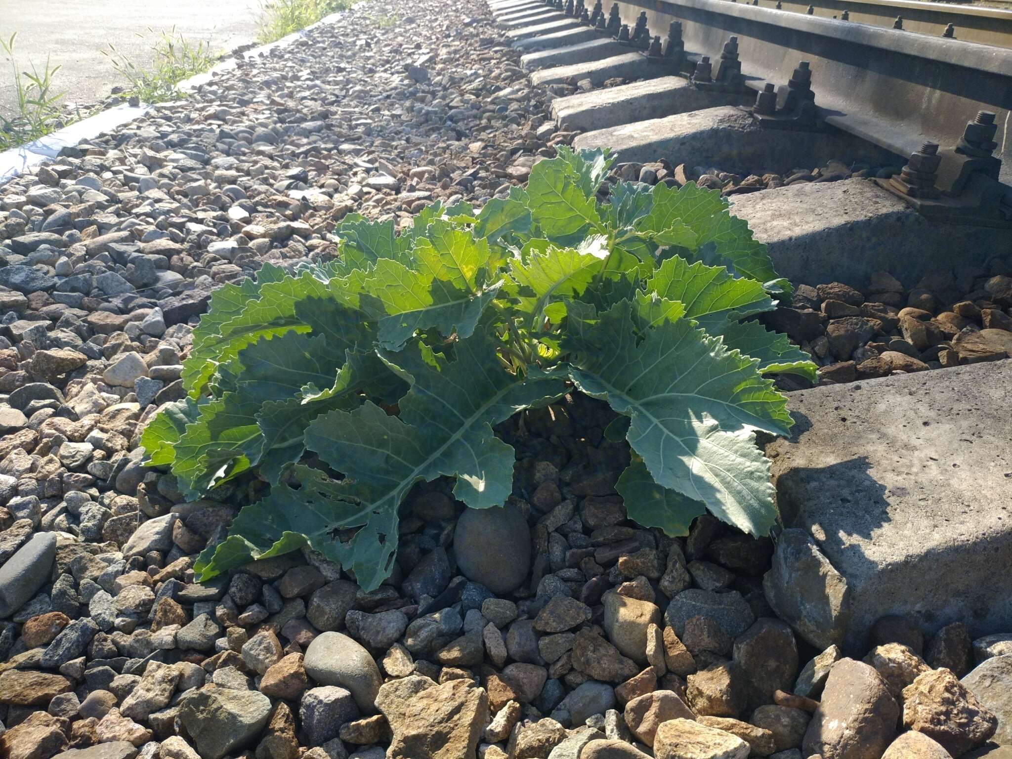 Image of Crambe orientalis L.