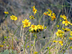 Sivun Encelia farinosa A. Gray ex Torr. kuva