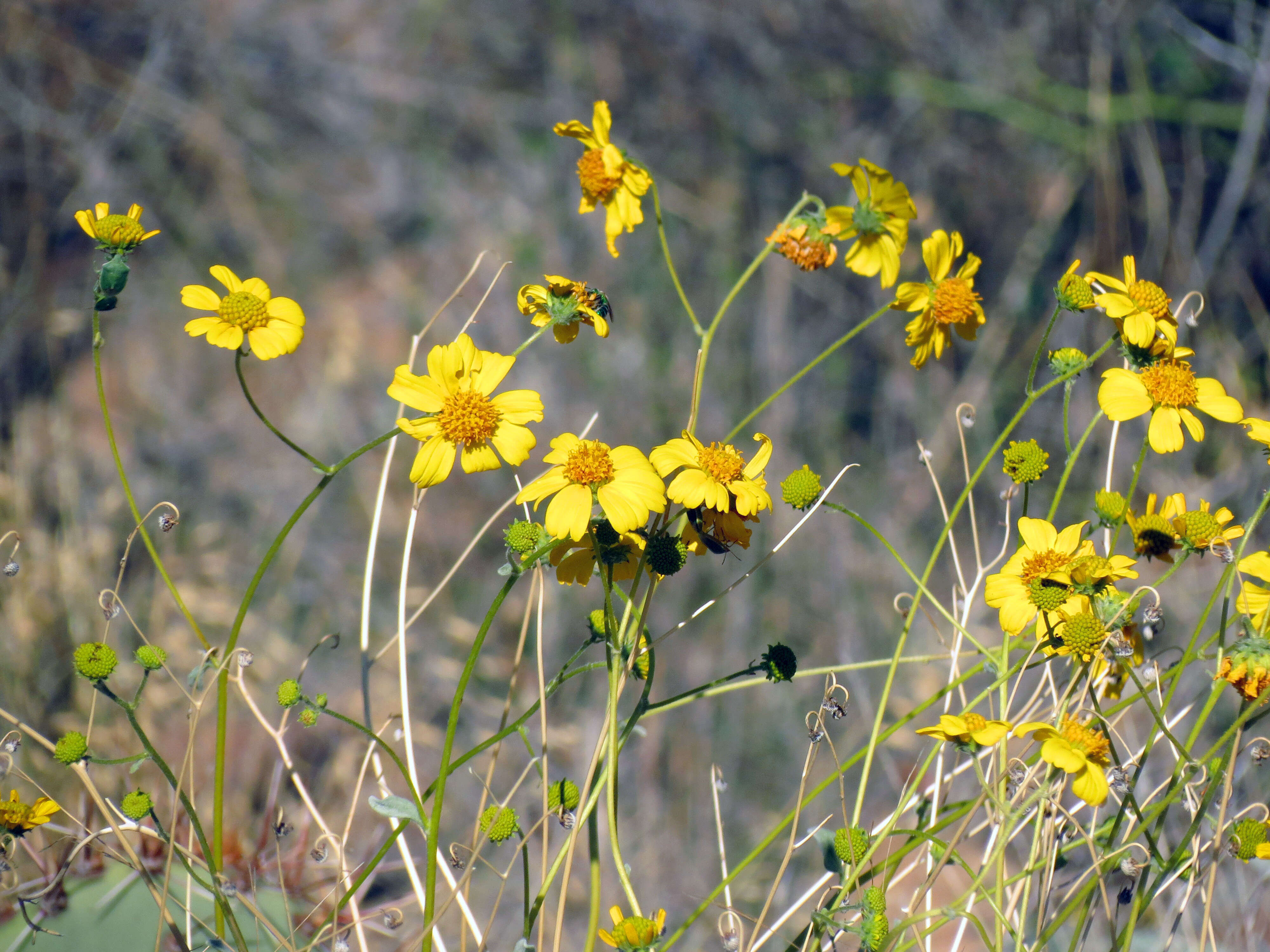 Sivun Encelia farinosa A. Gray ex Torr. kuva