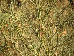 Image of Cercidium floridum