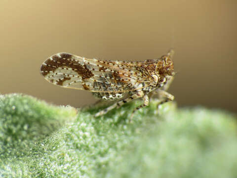 Image of Ambrosia-leaf Bursage