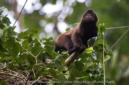 Image of Crested Capuchin