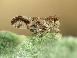 Image of Ambrosia-leaf Bursage