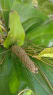 Image of Anthurium nakamurae Matuda