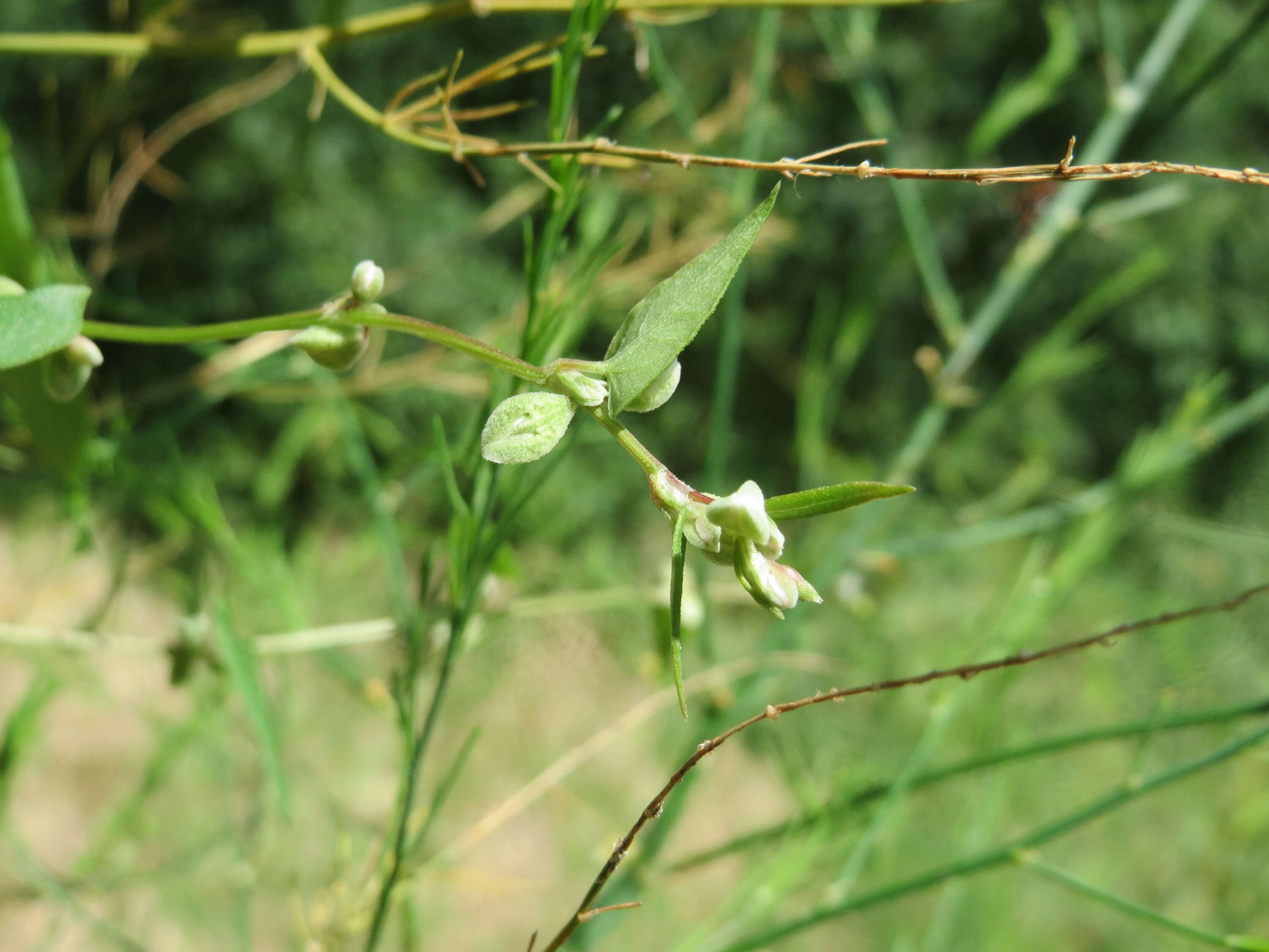 Plancia ëd Fallopia convolvulus (L.) A. Löve