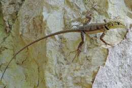 Image of Black Lava Lizard