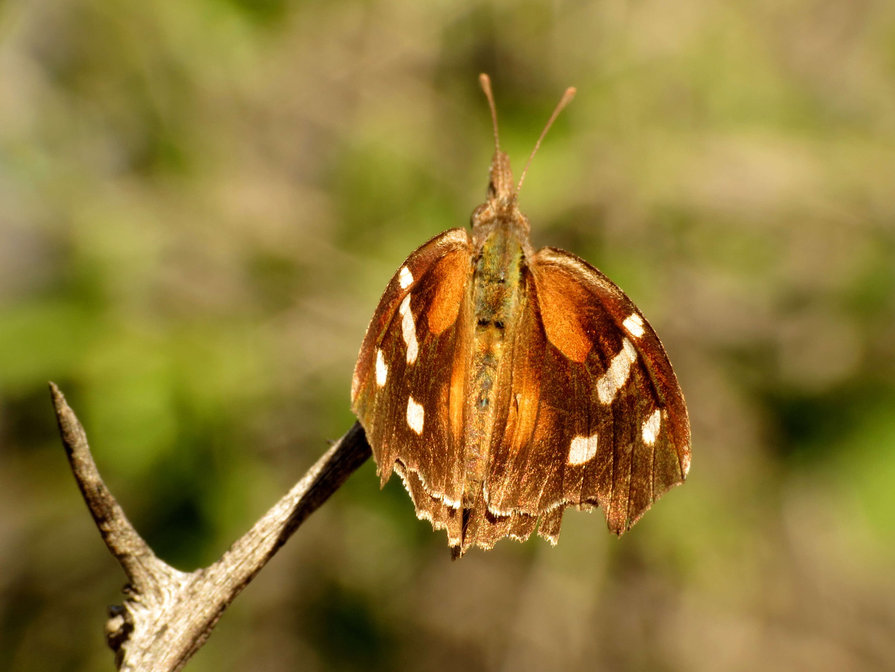 Image of American Snout