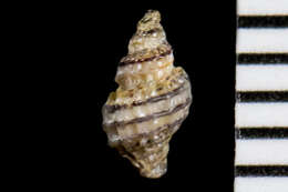 Image of Paciocinebrina atropurpurea (Carpenter 1865)