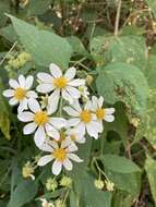 Image of Montanoa leucantha (Lag. & Segura) S. F. Blake