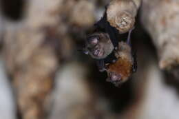 Image of Horsfield's Leaf-nosed Bat