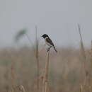 Image of White-tailed Stonechat