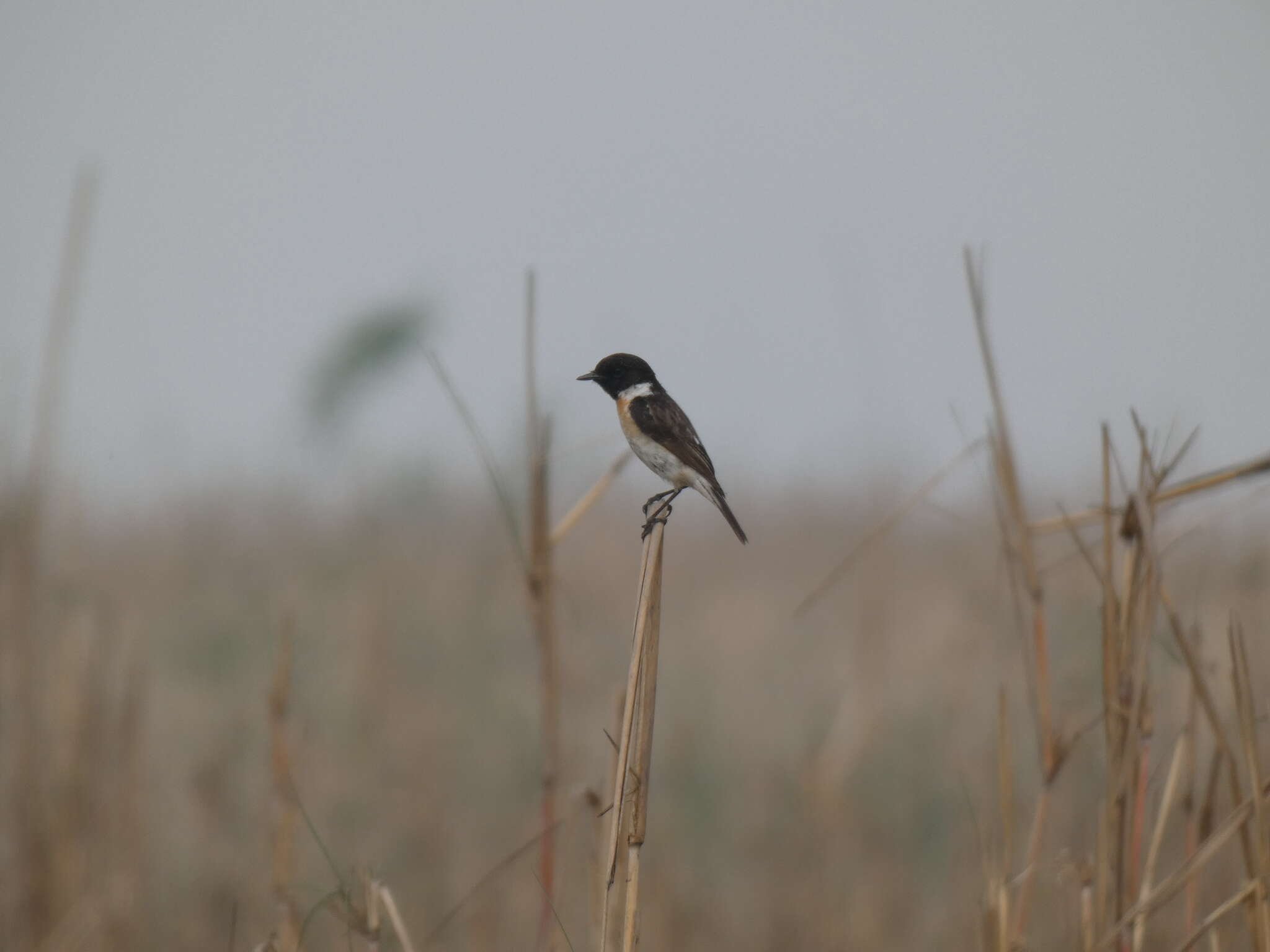 Saxicola leucurus (Blyth 1847) resmi