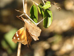 Image of American Snout