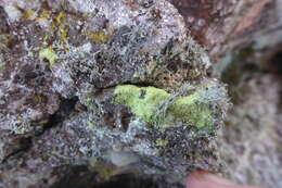 Image of Sulphur dust lichen